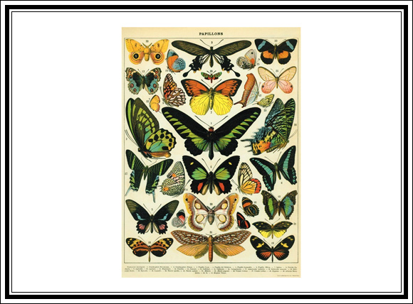 What Vintage Home Decor Pieces Can You Buy For Under $12? #8 Vintage butterfly poster