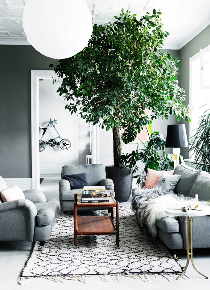 Living room with a tree